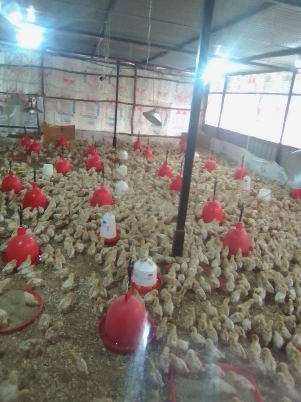 Chicks feeding