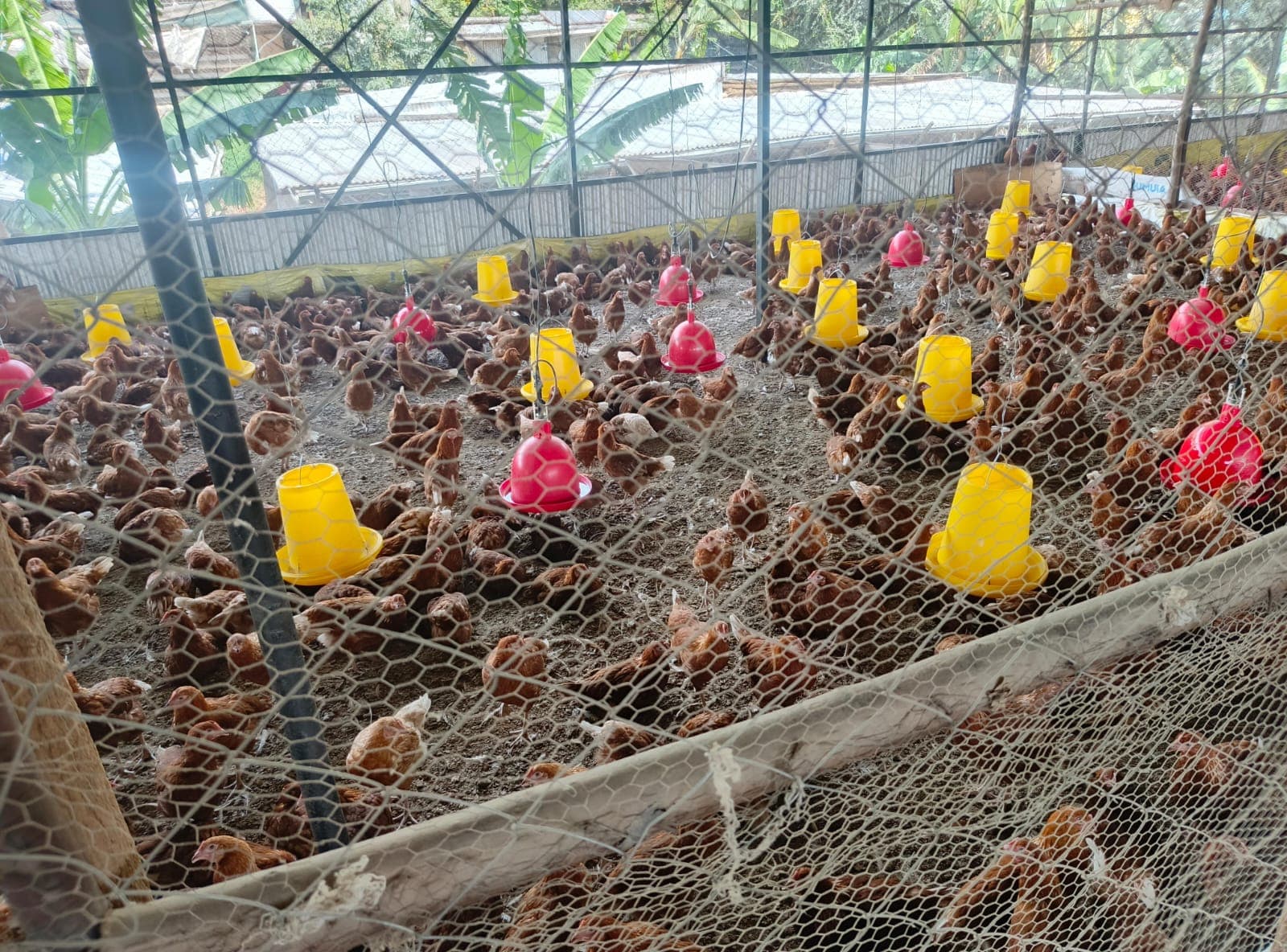 From Pullet to Layer Hen