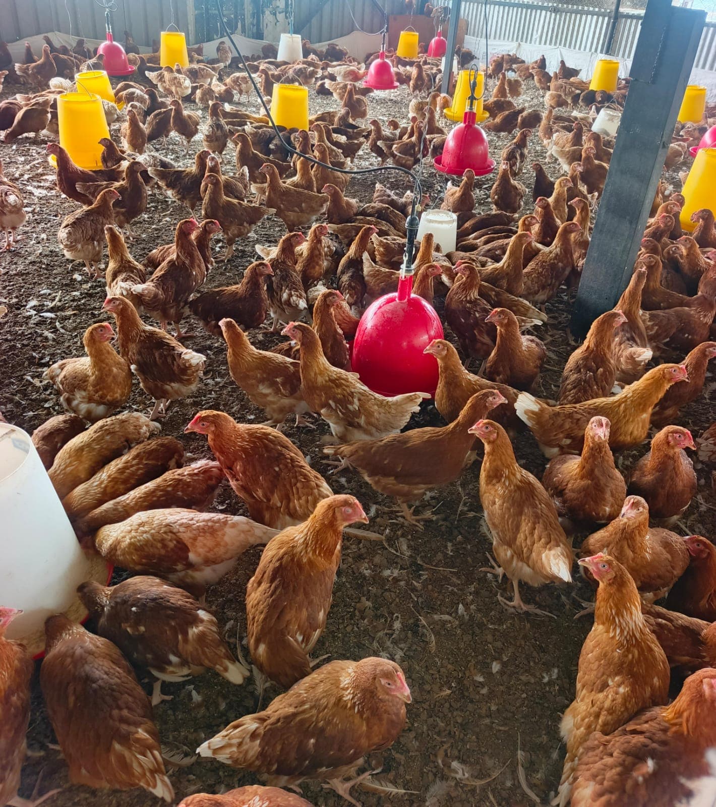 From Pullet to Layer Hen