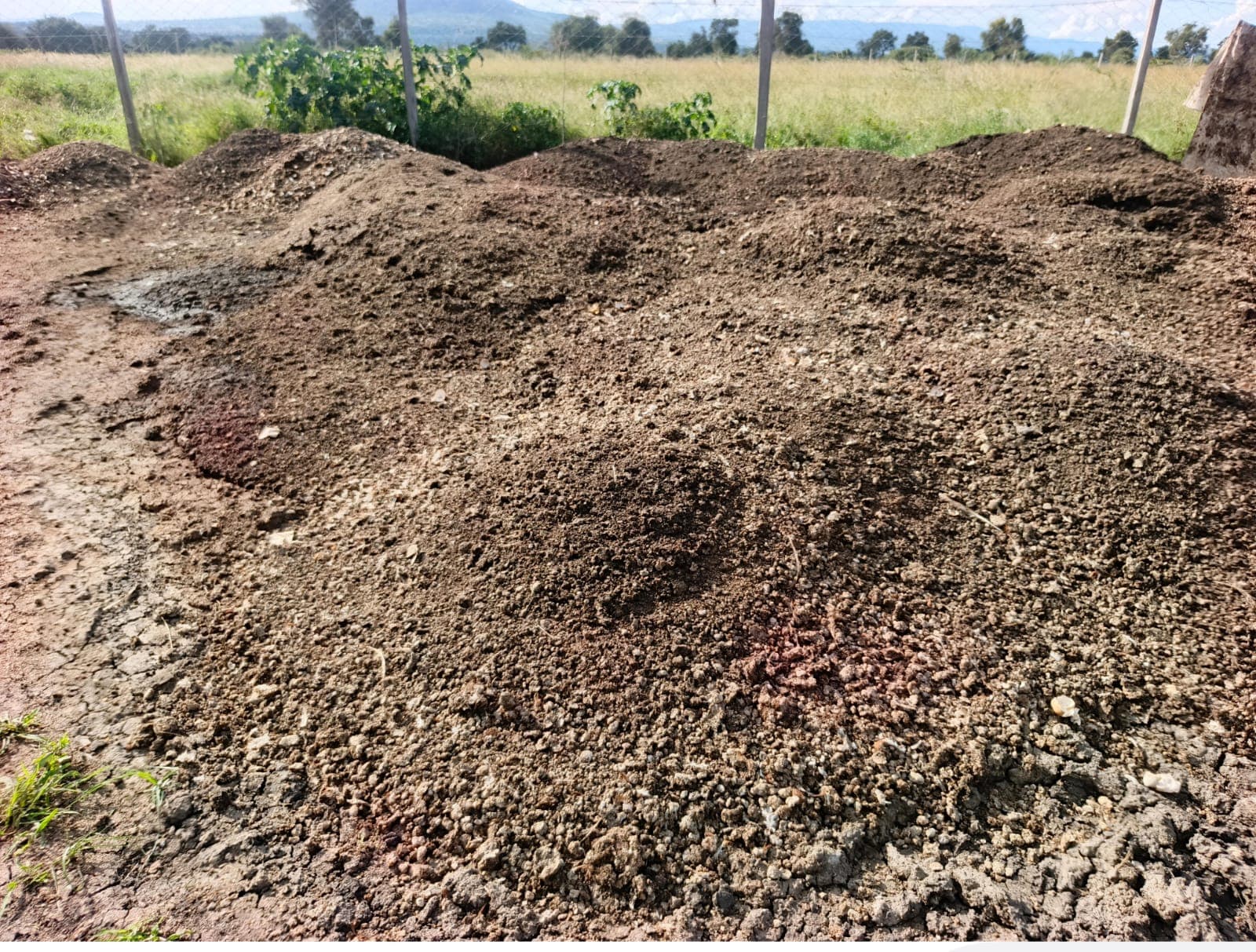 Poultry manure drying in the sun