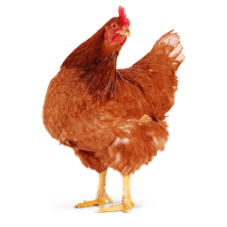 Ex-Layer Hens