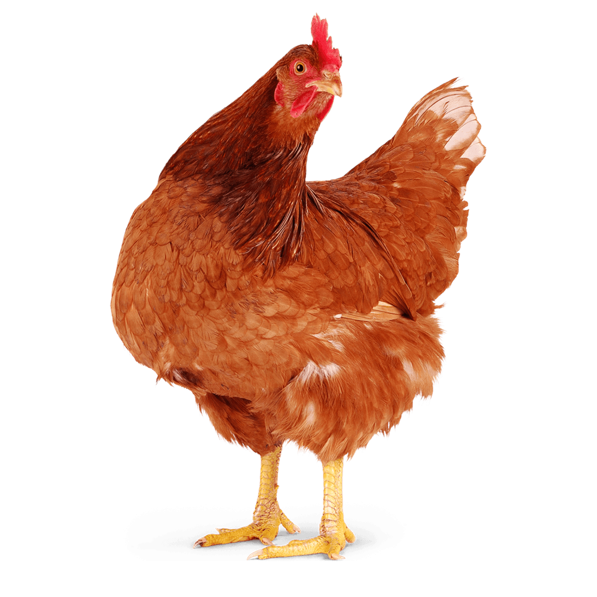 An ex-layer hen