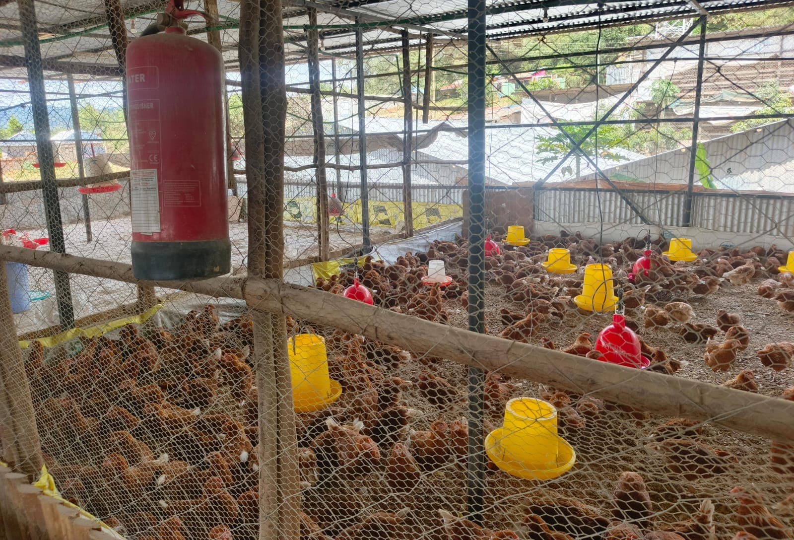Grown hens in the layer house