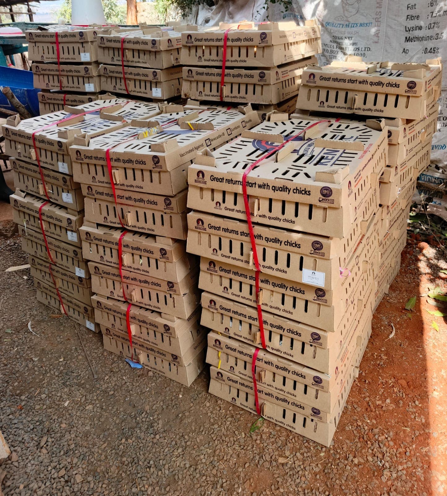Welcoming One-Day-Old Chicks